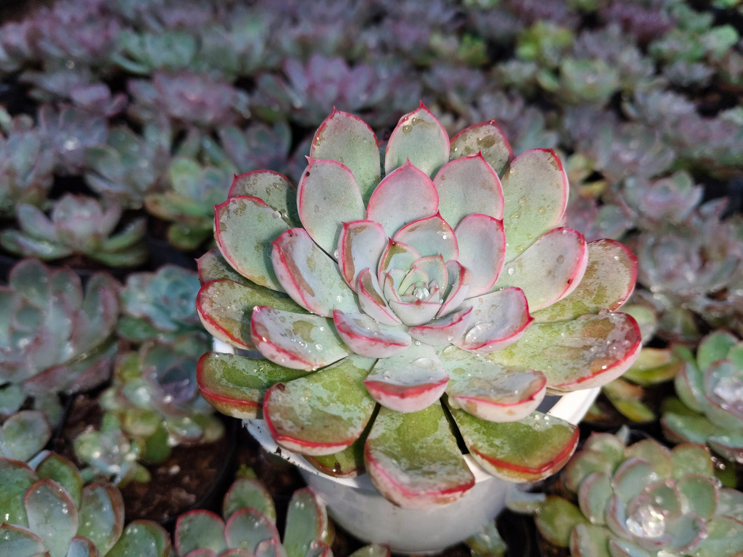 "Echeveria Orient: Beautiful Succulent for Home and Office"- Bare-Rooted