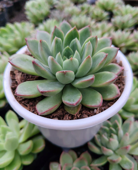 Echeveria ‘Royal Green’ | Bare-Rooted – Elegant Succulent for Home, Office & Garden Decor