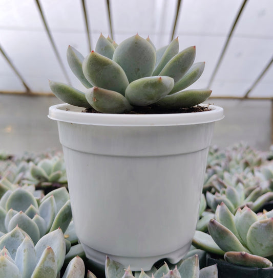 Echeveria Alba Beauty | Bare-Rooted – Stunning Succulent for Homes, Offices, and Gardens