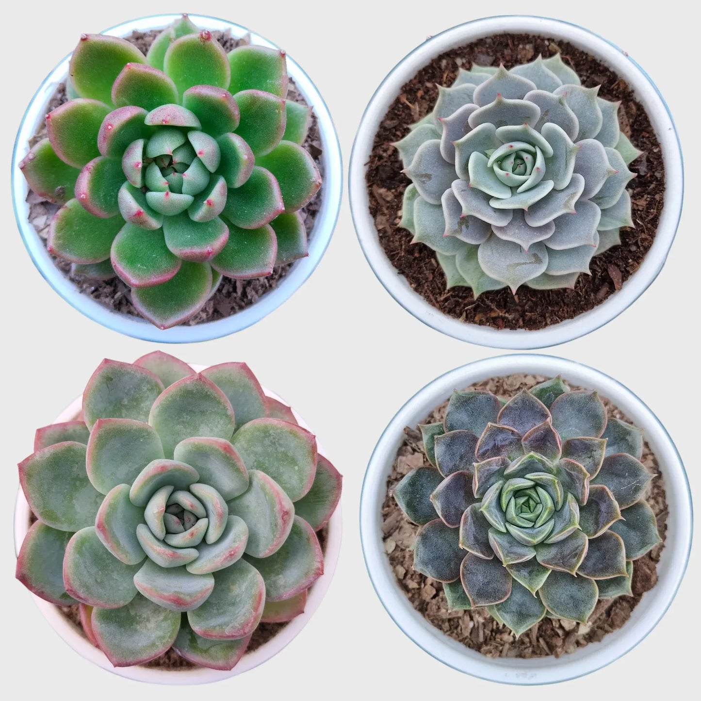 Echeveria Combo Pack of 4 | Colourful Rosette Succulent Collection | Free Shipping