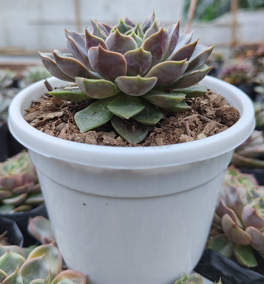Echeveria Blue Raspberry – Bare Rooted | Premium Succulent for Home Decor – Bare-Rooted