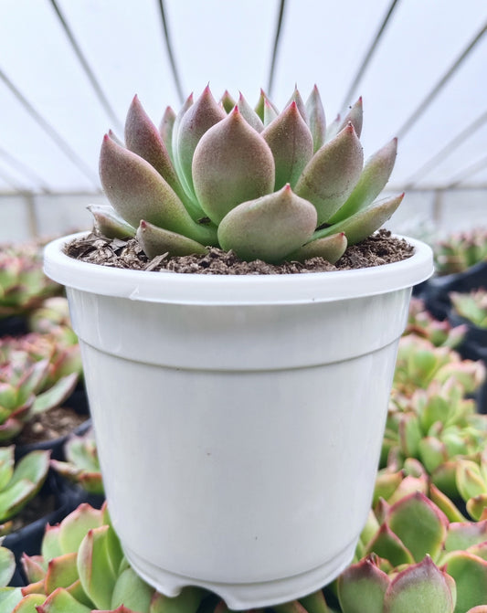 Echeveria Suki | Medium Size Live Plant (Bare-Rooted) – Stunning Beauty for Your Space!