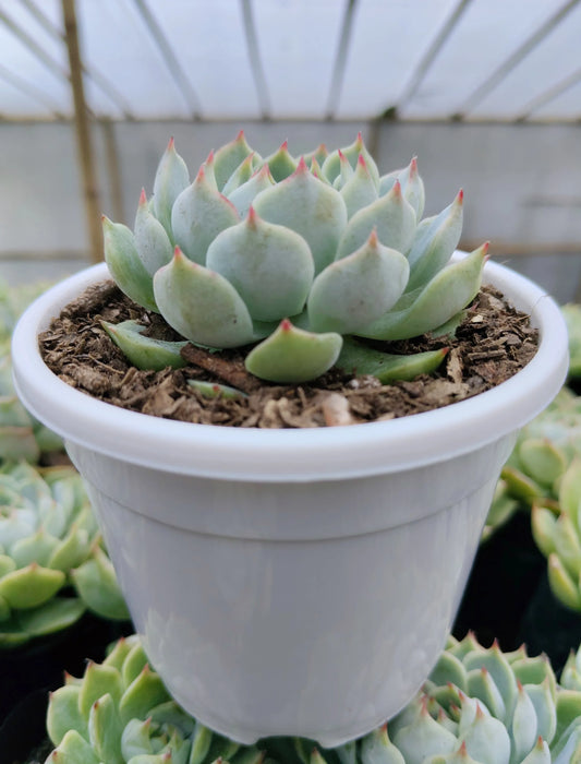 Echeveria Lunas Hybrid | Bare-Rooted – Elegant Succulent for Home & Office Decor - Frek