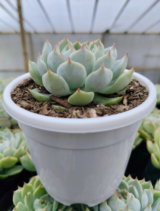 Echeveria Lunas Hybrid | Bare-Rooted – Elegant Succulent for Home & Office Decor
