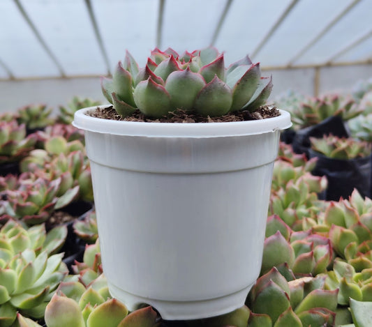 Echeveria Yang Yin (Florindo Ficou) | Bare-Rooted Live Plant