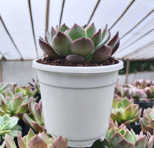 Echeveria Moonglow Hybrid Succulent | Bare-Rooted – Stunning Silvery-Blue Rosettes