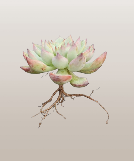 Echeveria Apus Succulent Hybrid | Bare-Rooted – Powdery Blue-Green Rosette | Succulent for Home Décor