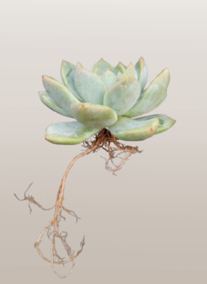 Echeveria Alba Beauty | Bare-Rooted – Stunning Succulent for Homes, Offices, and Gardens