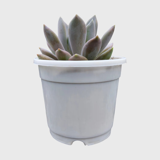 Pink Pachyphytum Pachyphytoides Hybrid – Rare Pink Collector Succulent | Perfect for Home Decor | Bare Rooted
