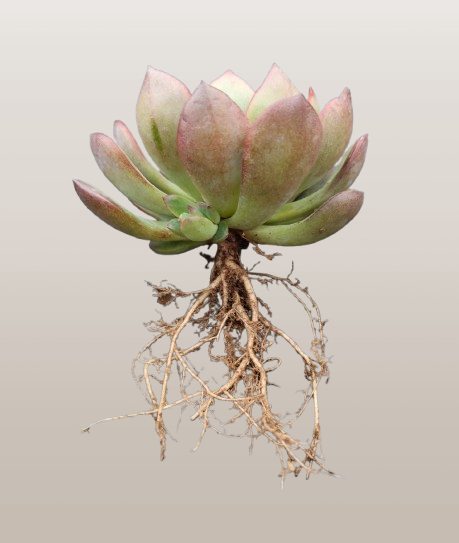 Echeveria Moonglow Hybrid Succulent | Bare-Rooted – Stunning Silvery-Blue Rosettes