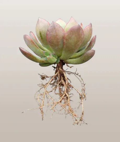 Echeveria Moonglow Hybrid Succulent | Bare-Rooted – Stunning Silvery-Blue Rosettes