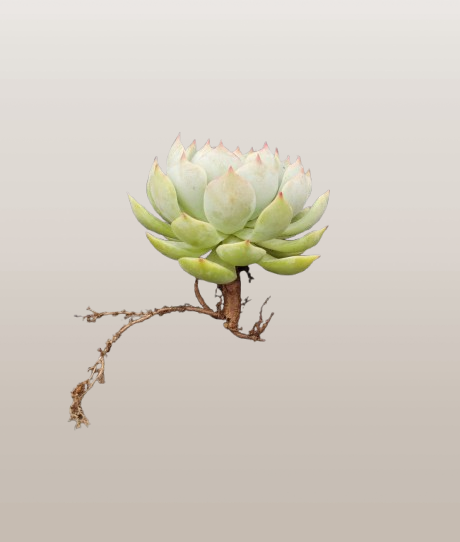 Echeveria Lunas Hybrid | Bare-Rooted – Elegant Succulent for Home & Office Decor