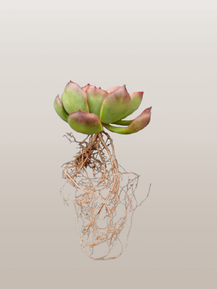 Echeveria Yang Yin (Florindo Ficou) | Bare-Rooted Live Plant