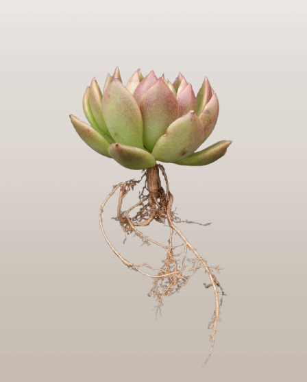 Echeveria Suki | Medium Size Live Plant (Bare-Rooted) – Stunning Beauty for Your Space!