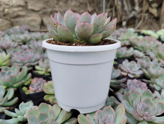 Echeveria Orient | Bare-Rooted – Beautiful Succulent for Home and Office - Frek