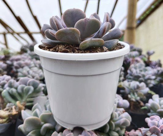 Echeveria Cubic Frost | Bare-Rooted