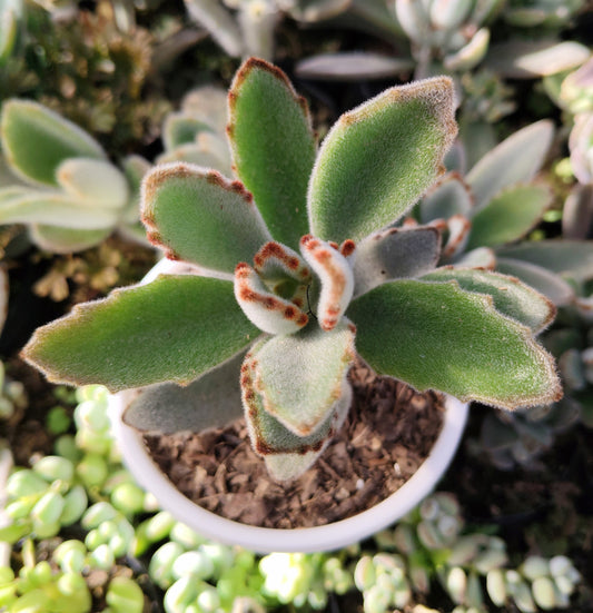 Kalanchoe Tomentosa ‘Chocolate Soldier’ (Panda Plant) | Bare‑Rooted – A Velvety Delight! Buy at Frek – Bare-Rooted