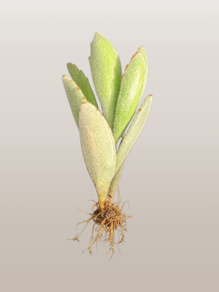 Kalanchoe Tomentosa ‘Chocolate Soldier’ (Panda Plant) | Bare‑Rooted – A Velvety Delight! Buy at Frek – Bare-Rooted