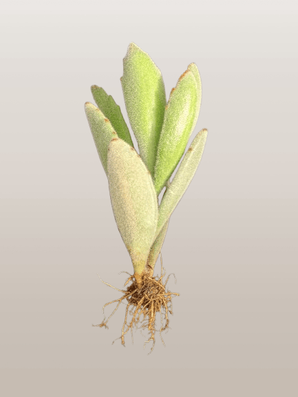 Kalanchoe Tomentosa ‘Chocolate Soldier’ (Panda Plant) | Bare‑Rooted – A Velvety Delight! Buy at Frek – Bare-Rooted