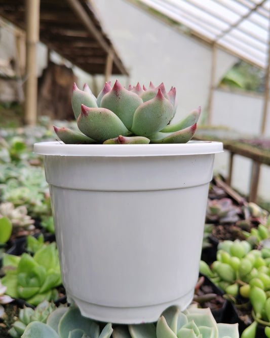 Echeveria Chihuahuaensis (Blue Bird) Succulent - Bare Rooted – Bare-Rooted