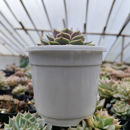 Echeveria Lola - Bare ROoted | Pearly Rose Rosette | Succulent for Home Décor