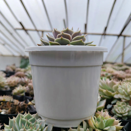 Echeveria Lola - Bare Rooted | Pearly Rose Rosette | Succulent for Home Décor – Bare-Rooted - Frek