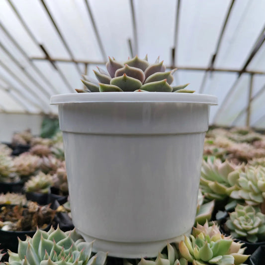 Echeveria Lola - Bare Rooted | Pearly Rose Rosette | Succulent for Home Décor – Bare-Rooted