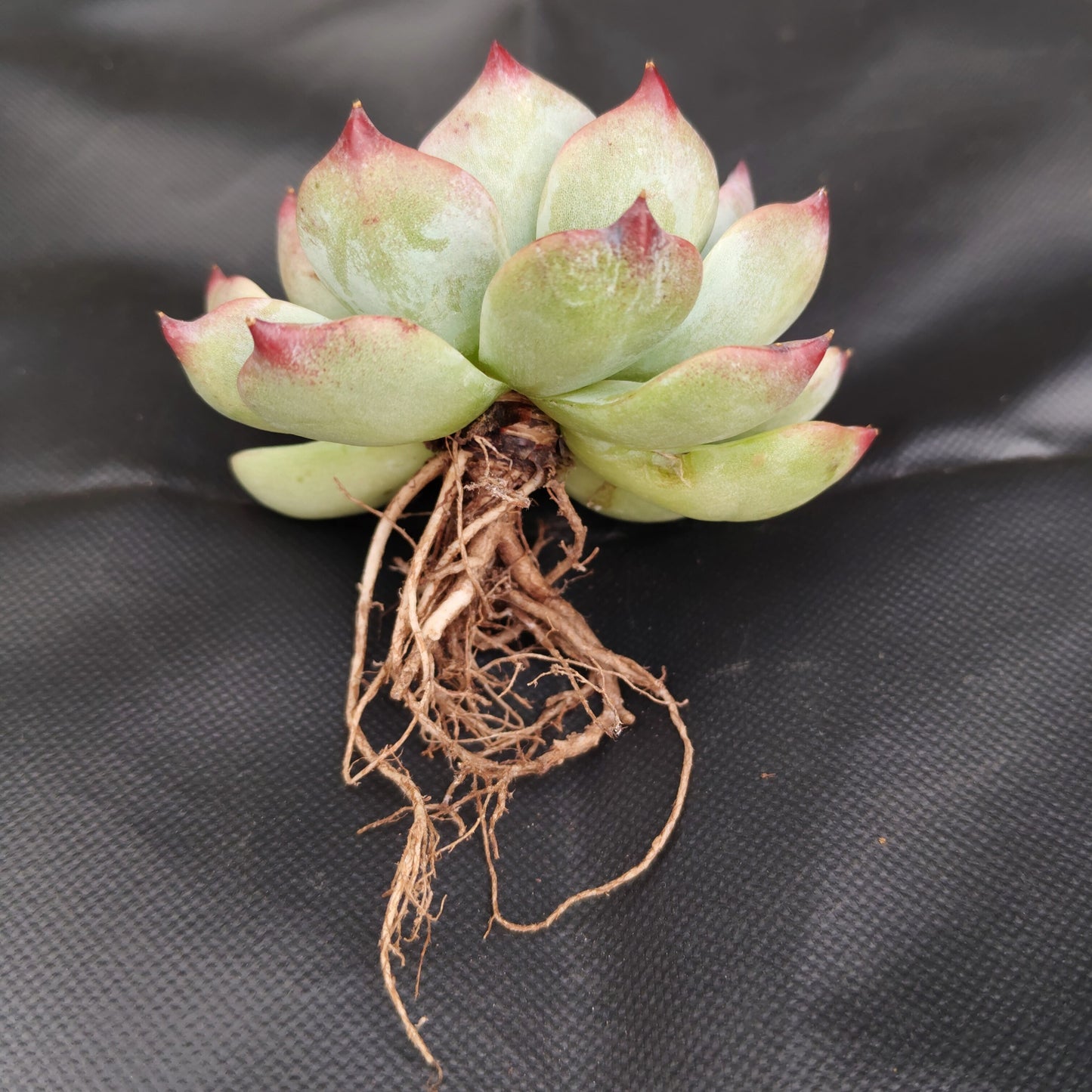 Echeveria Chihuahuaensis (Blue Bird) Succulent - Bare Rooted