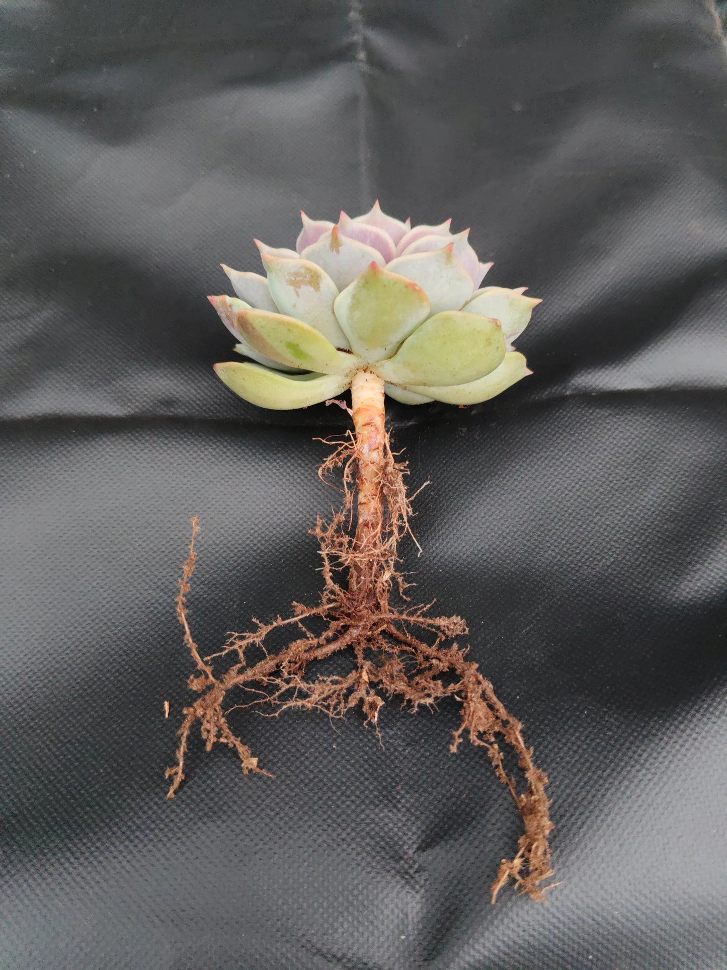 Echeveria Lola - Bare Rooted | Pearly Rose Rosette | Succulent for Home Décor – Bare-Rooted