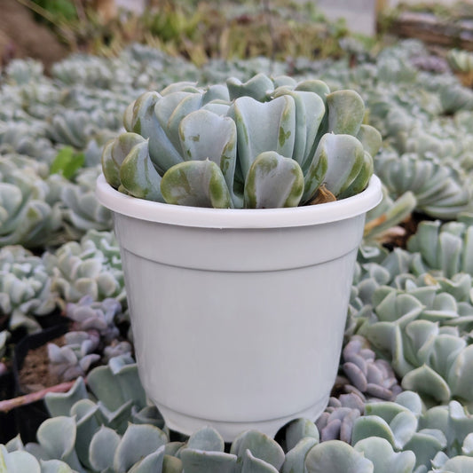 Echeveria Topsy Turvy (Runyonii) | Bare Rooted