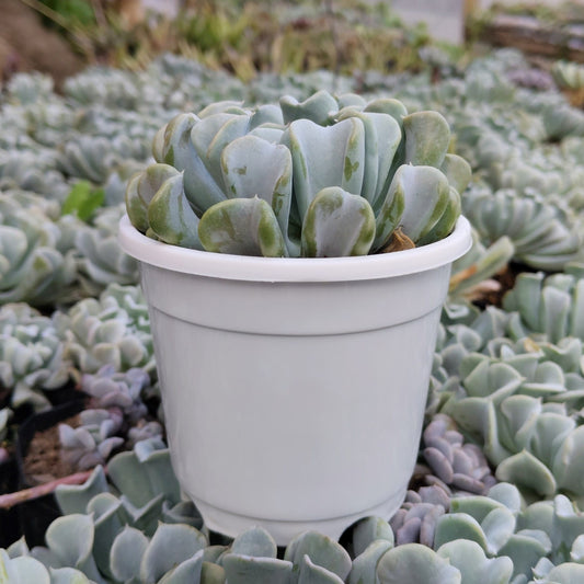 Echeveria Topsy Turvy (Runyonii) – Bare-Rooted