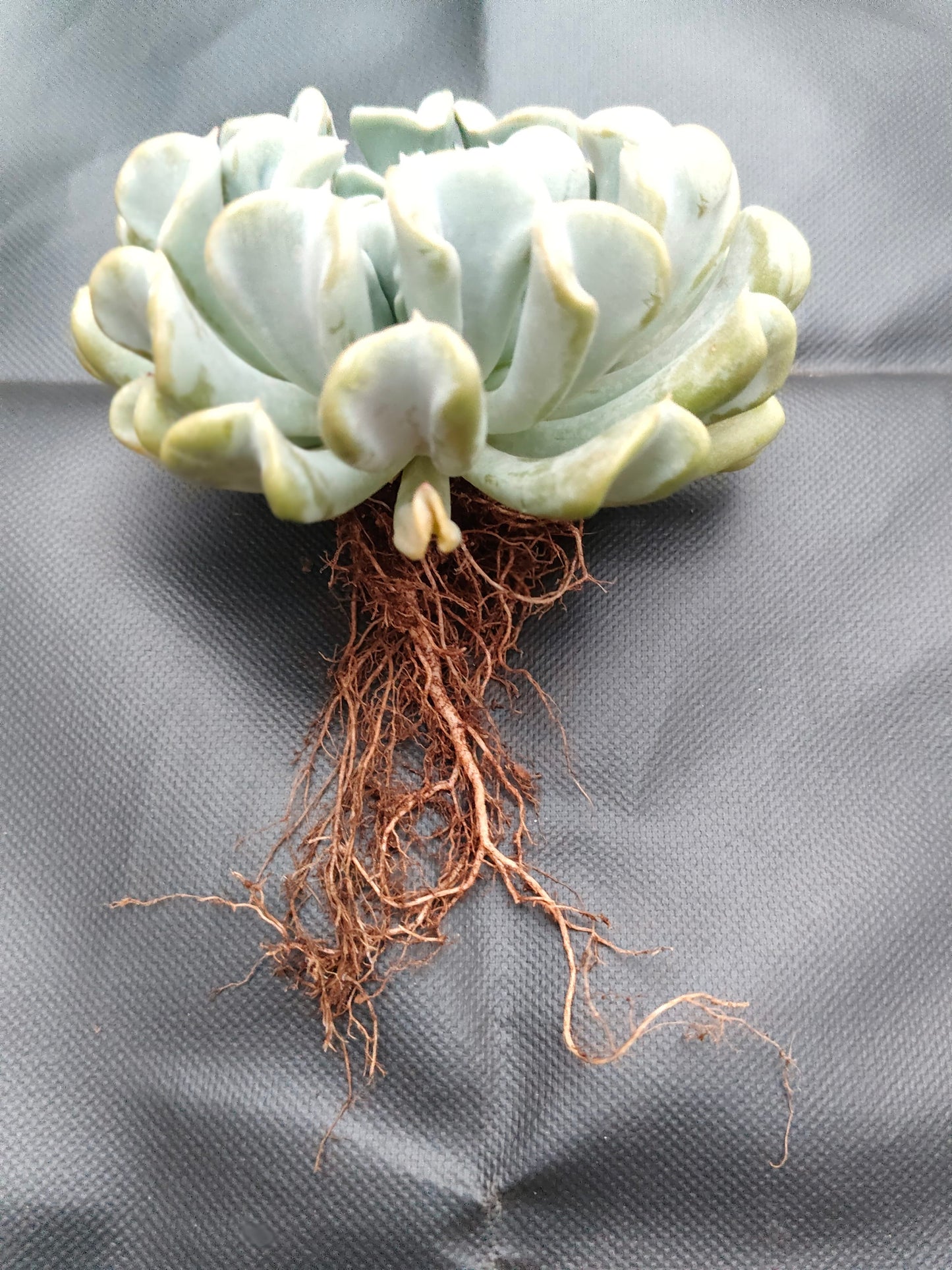 Echeveria Topsy Turvy (Runyonii) – Bare-Rooted