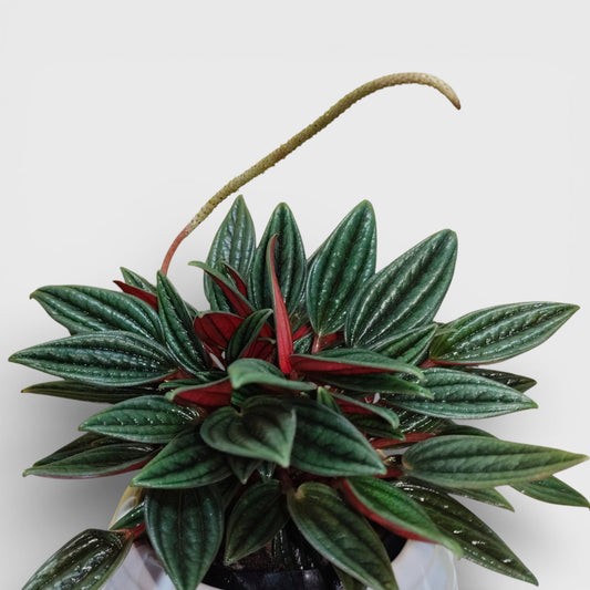 Peperomia Caperata Rosso (Caperata Eden Rosso): Air-Purifying Succulent for Home and Office | Bare Rooted