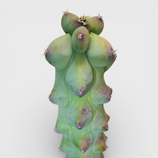 Blue Boob Cactus Live Plant – Big Size Myrtillocactus Geometrizans | Bare Rooted Cactus