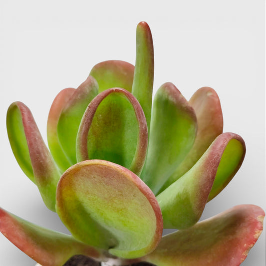 Kalanchoe Luciae Oricula – Live Mature Plant | Medium Size | Well-Rooted Succulent | Paddle Plant / Flapjack Kalanchoe – Bare-Rooted
