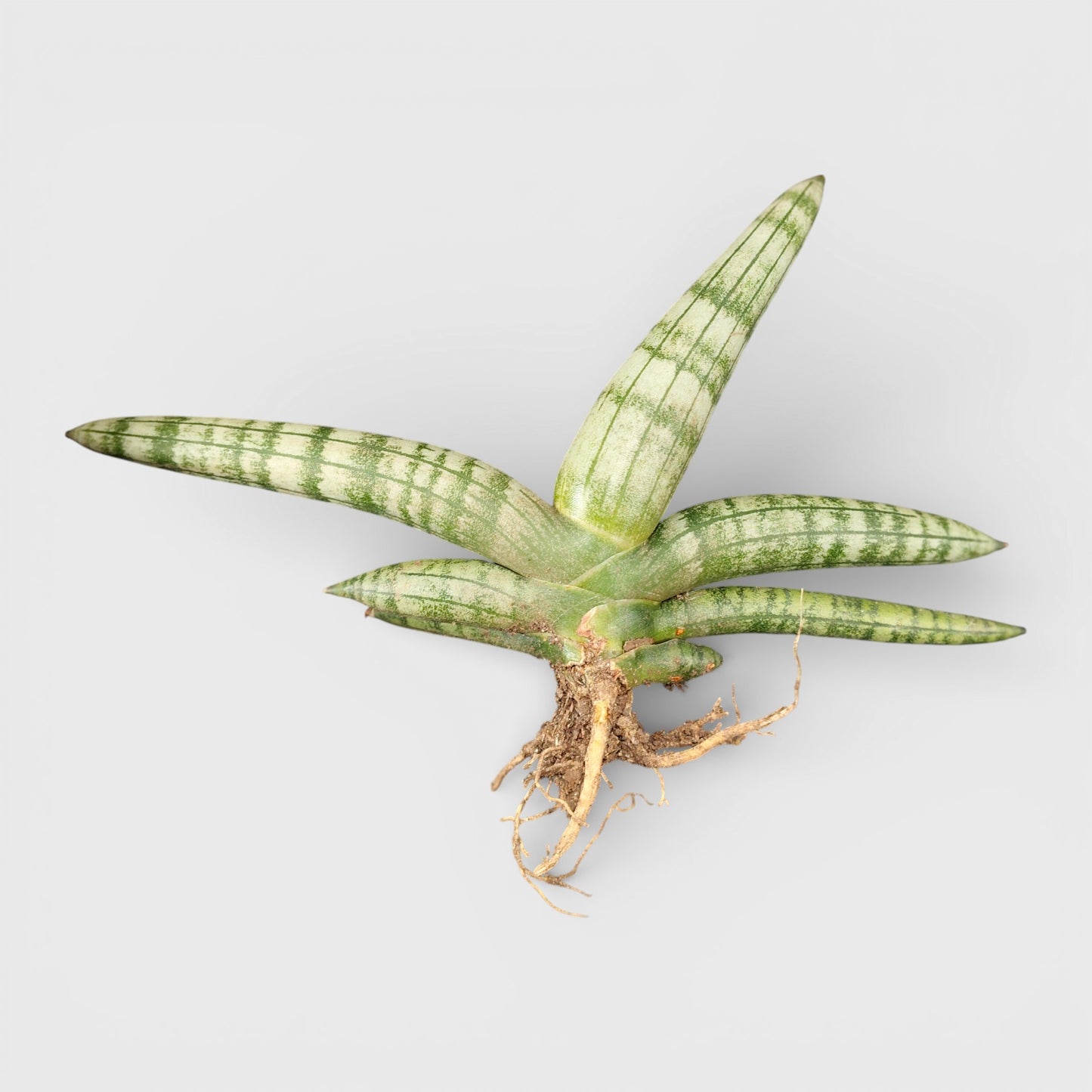 Sansevieria Boncel – Buy at a Low Price | Unique Starfish Snake Plant at Frek | Bare-Rooted | Air Purifying Indoor Plant