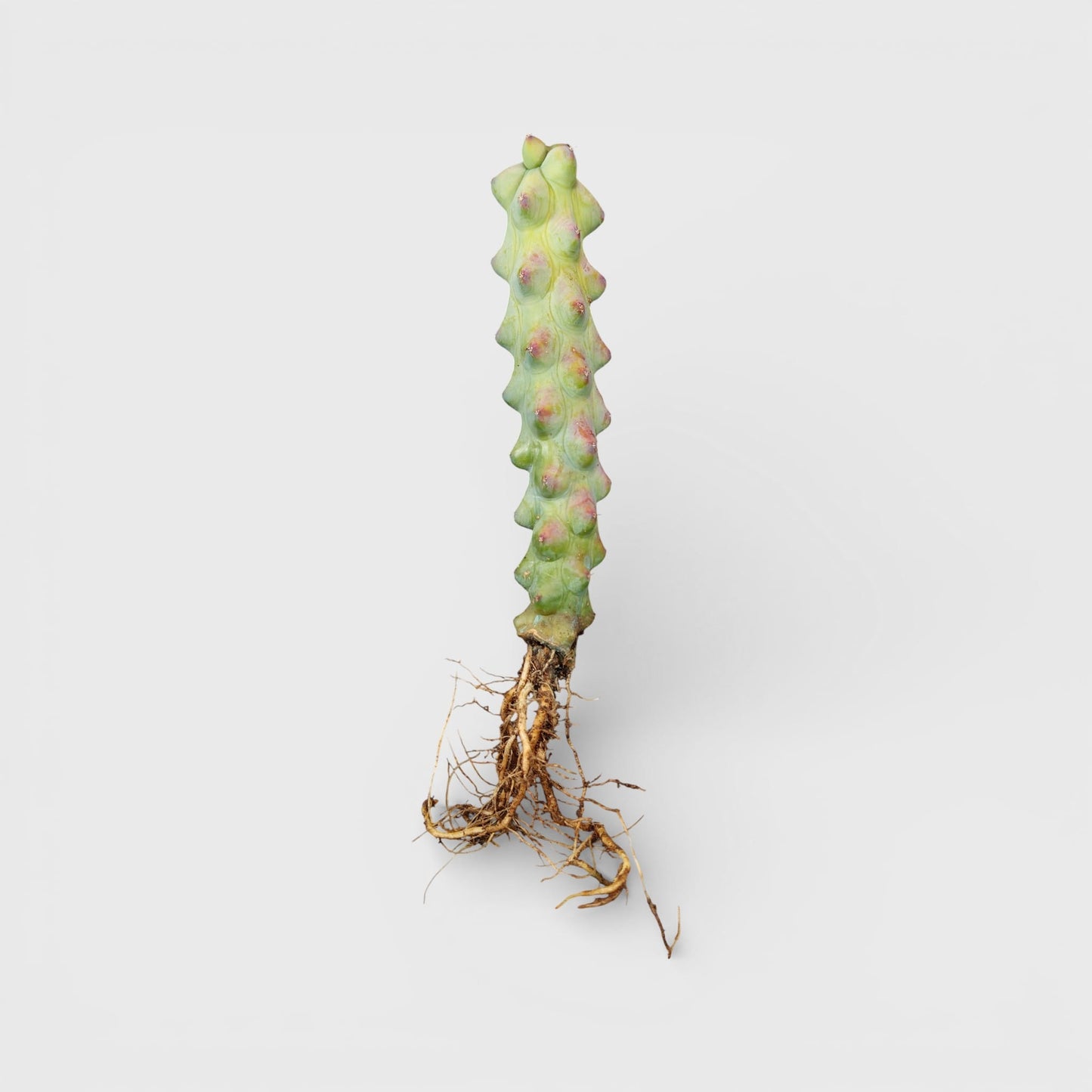 Blue Boob Cactus Live Plant – Big Size Myrtillocactus Geometrizans | Bare Rooted Cactus