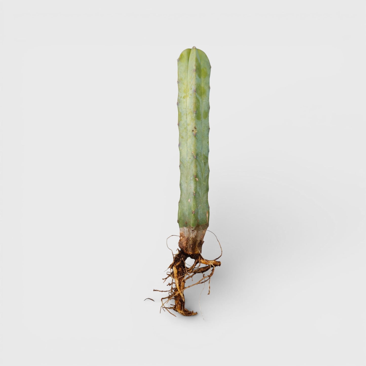 Blue Candle Cactus (Myrtillocactus Geometrizans) – Big Size Live Cactus | Bare Rooted