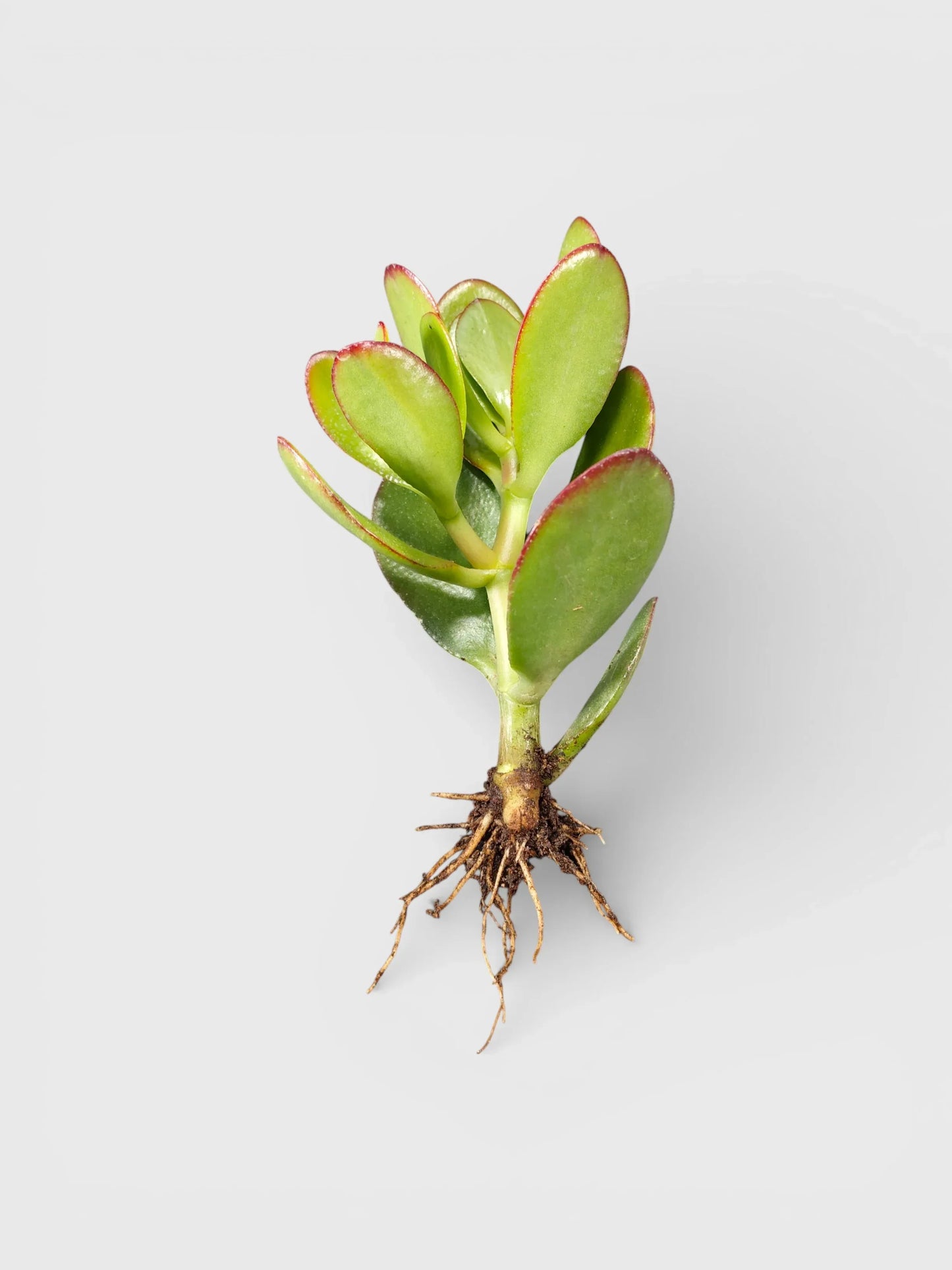 Crassula Ovata (Jade Plant) - The Prosperity Succulent for Home, Office, and Garden | Bare Rooted - Frek