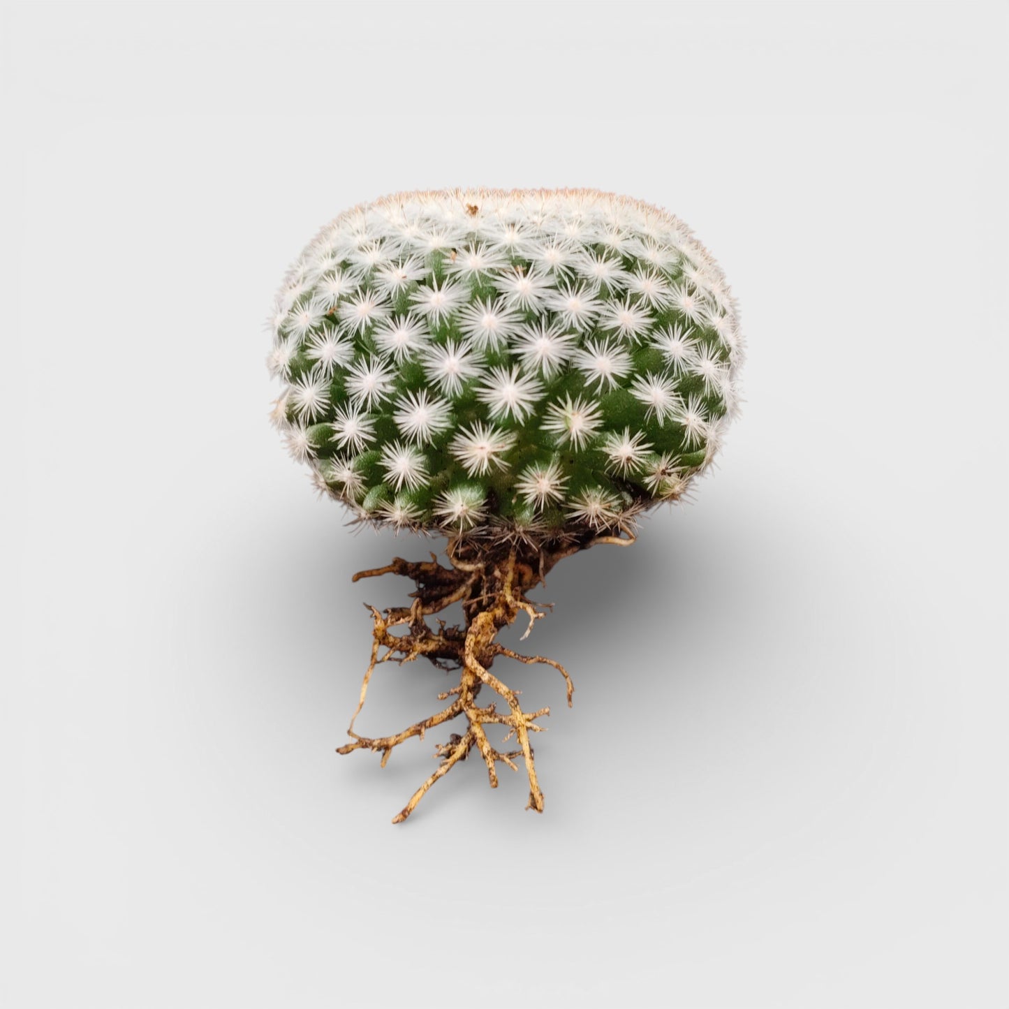 Mammillaria Candida Cactus: Charming Addition for Any Space – Bare Rooted