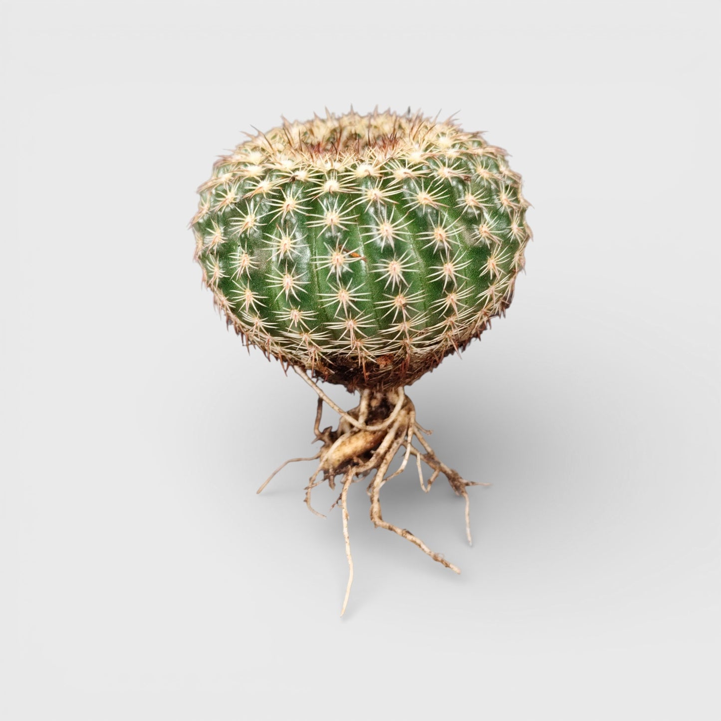 Noto Elegance Compact Ribbed Indoor Cactus | Bare Rooted