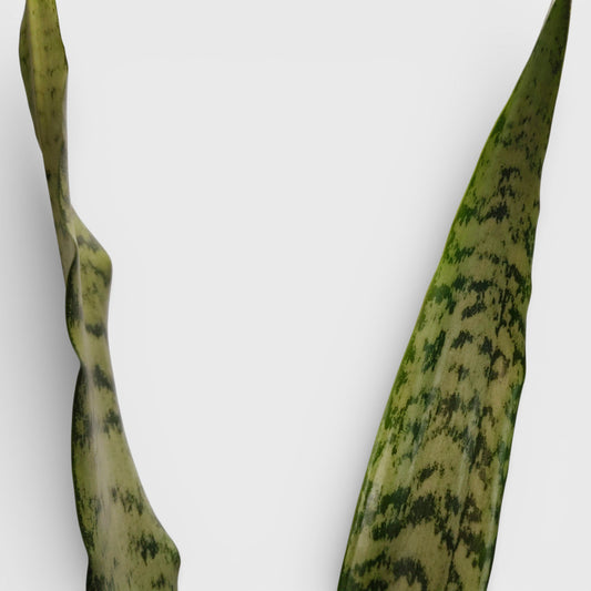Sansevieria Zeylanica Tall Air Purifying Snake Plant | Bare Rooted