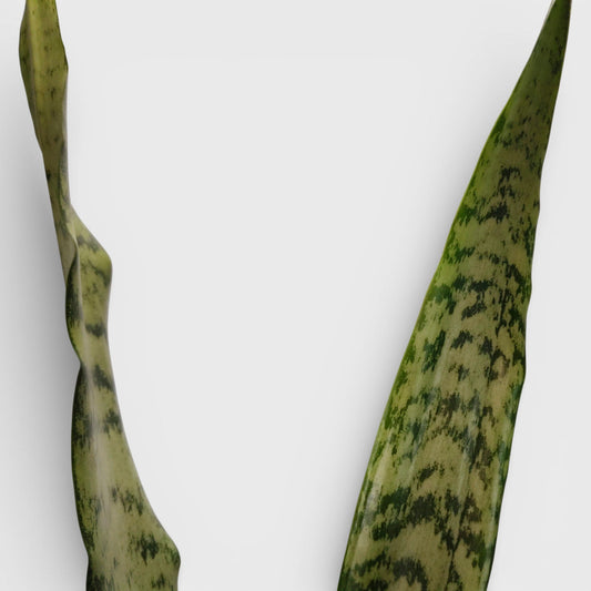 Sansevieria Zeylanica Tall Air Purifying Snake Plant | Bare Rooted
