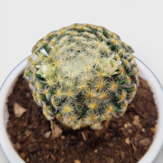 Mammillaria Roemeri Cactus - Unique and Eye-Catching Beauty | Bare Rooted
