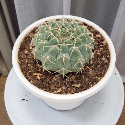Rare Gymnocalycium Quehlianum Hybrid Compact Indoor Cactus | Bare Rooted