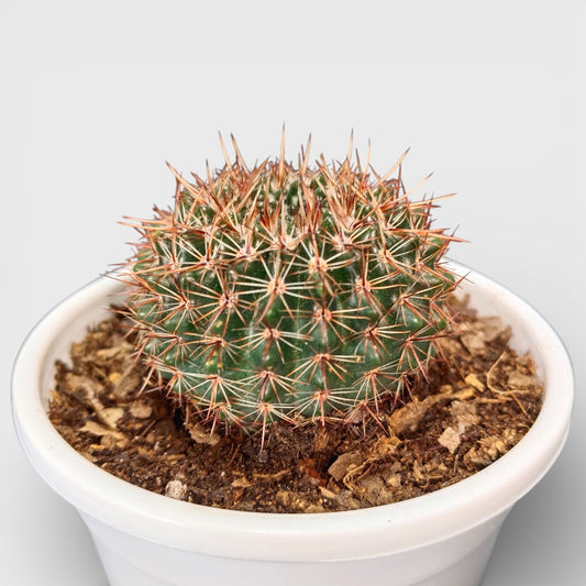 Noto Brown Spine Cactus - Unique Low-Maintenance Plant for Home & Garden | Bare Rooted