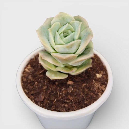 Buy Graptoveria Lovely Rose Online India | Succulent Plant | Bare Rooted