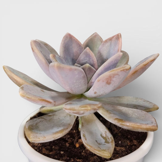 Graptophytum Supreme Rosette Indoor Succulent Plant | Bare Rooted