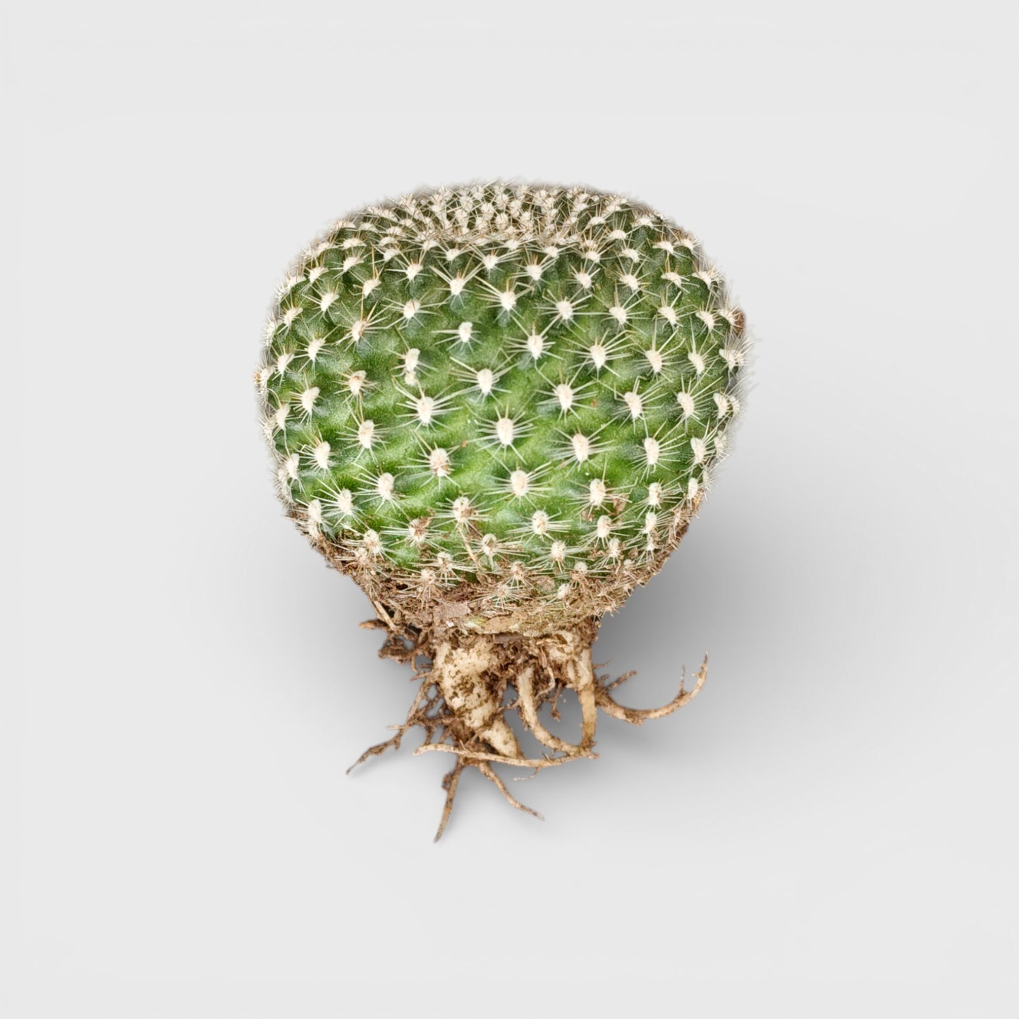 Rebutia Krainziana (Crown Cactus) – Colorful Blooming Cactus for Home, Office & Garden - Bare Rooted