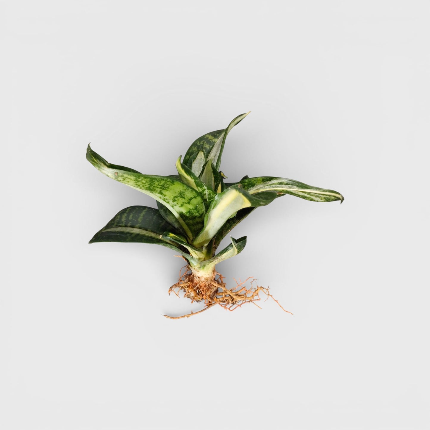 Sansevieria Silver Streaker Hahnii Compact Indoor Snake Plant | Air Purifying Plants | Bare Rooted